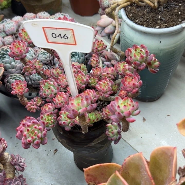 过**李蓝苹果多肉植物046