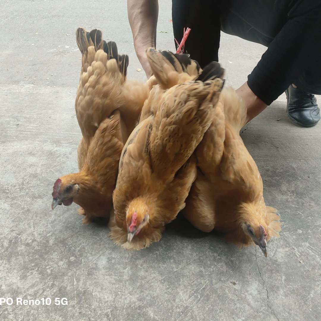 农家散养老母鸡全部是新鲜的。好吃不贵，经济实惠。包邮到家。