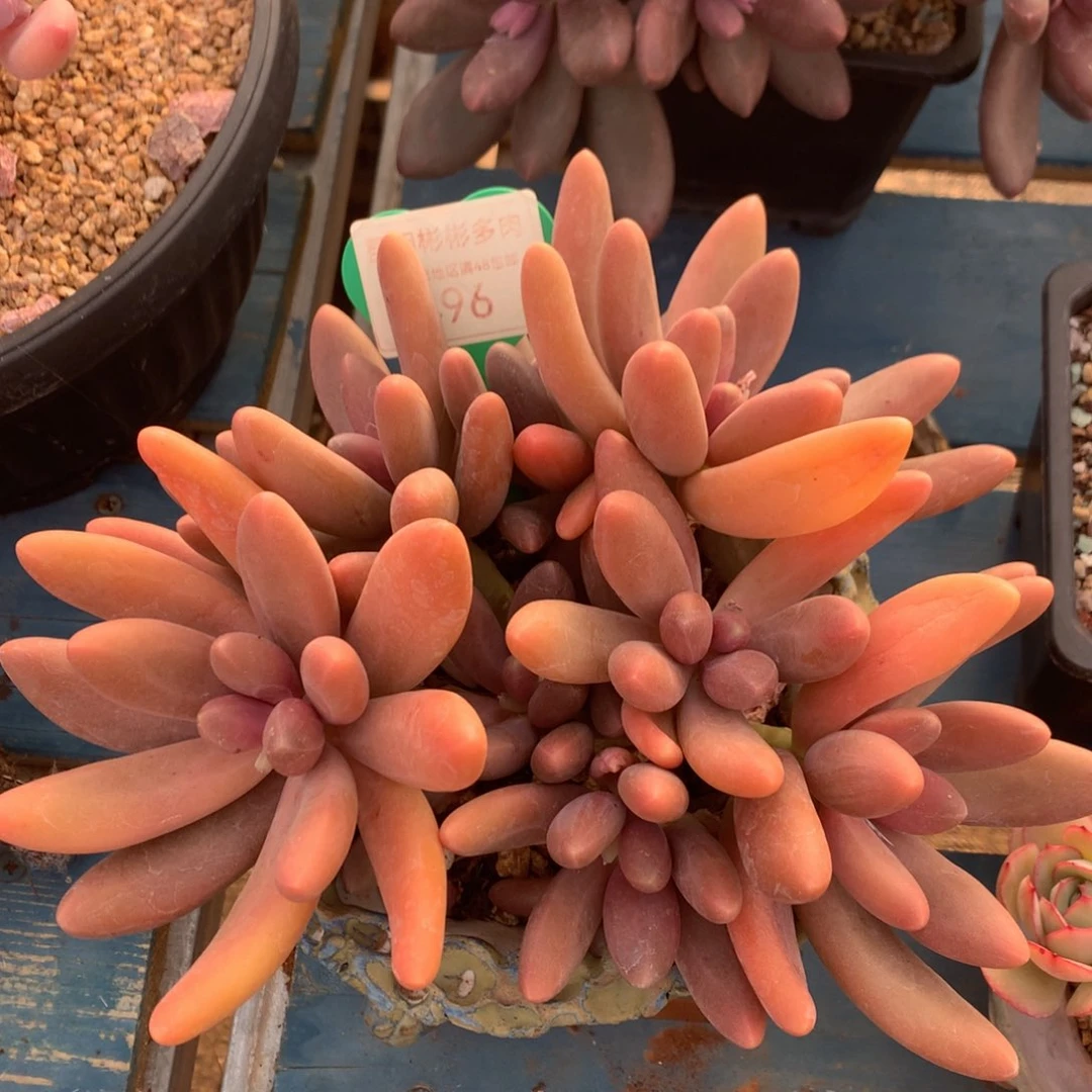 糖果美人老桩无砍496