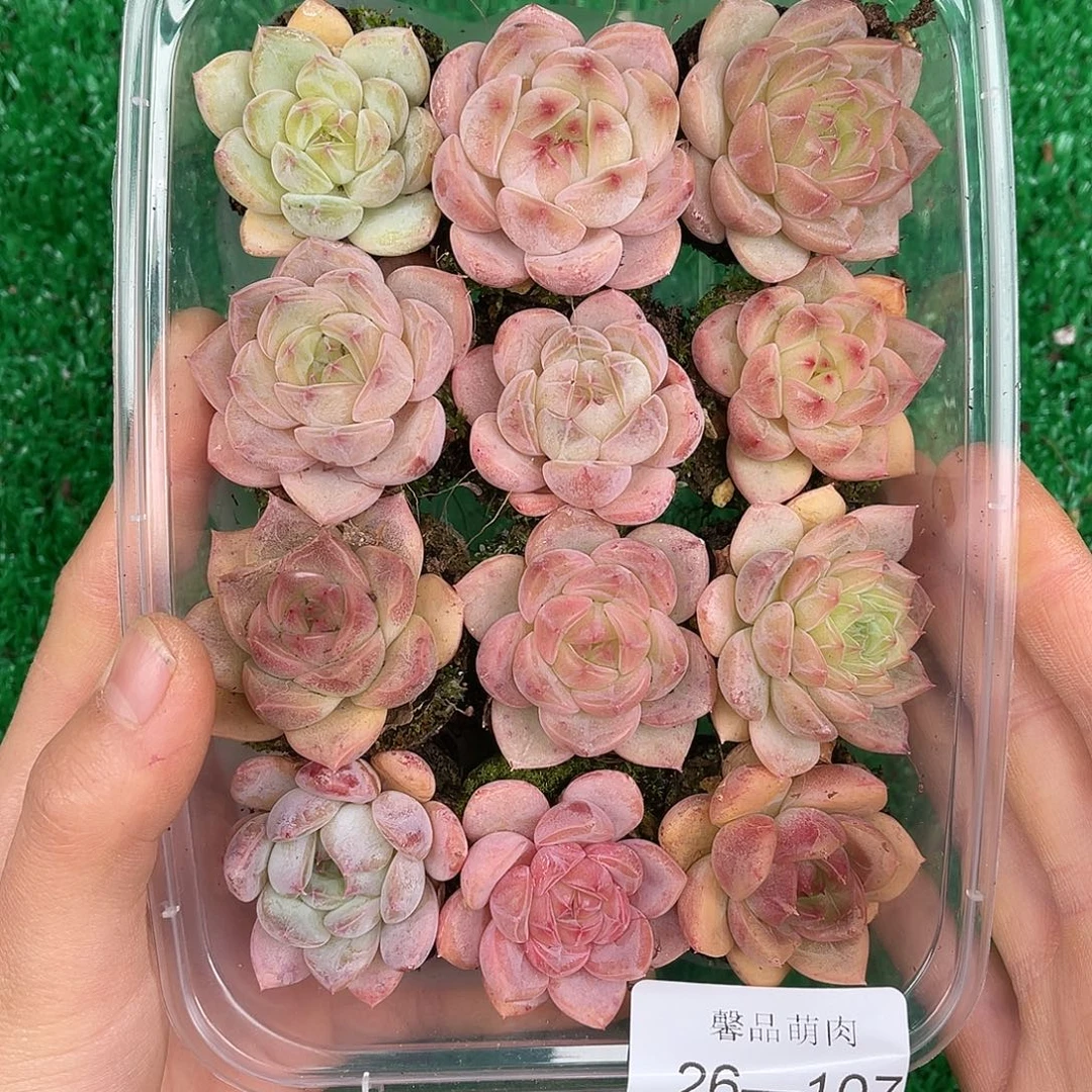 多肉一物一拍26-107