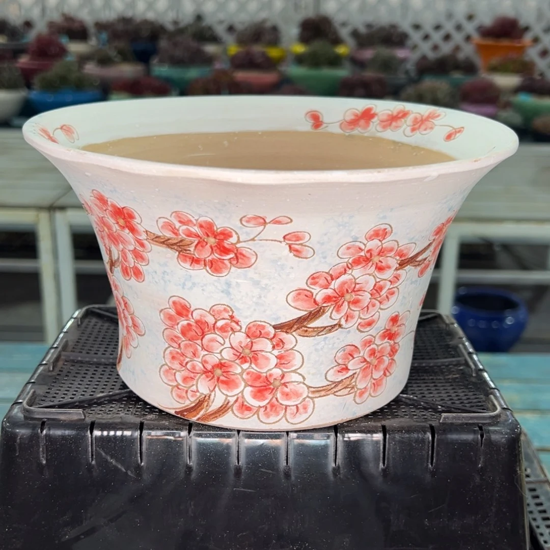 从前慢多肉精选编号0122.128