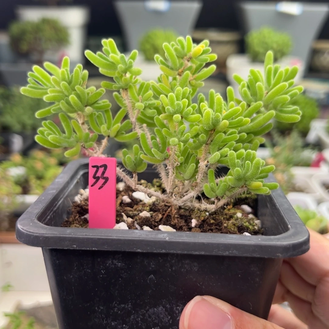 33号链接荧光兔10厘米盆