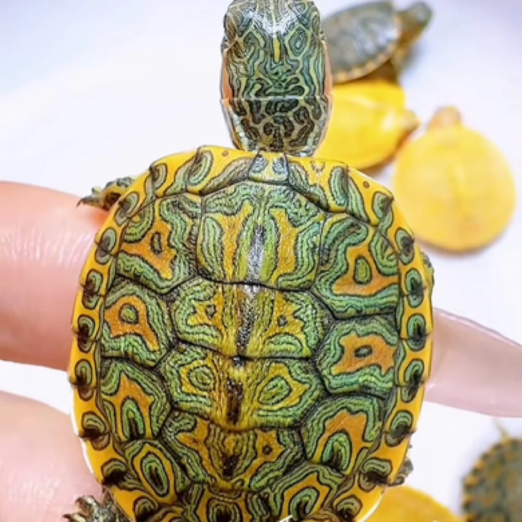 勿乱拍直播间邮费变异龟 巴西龟