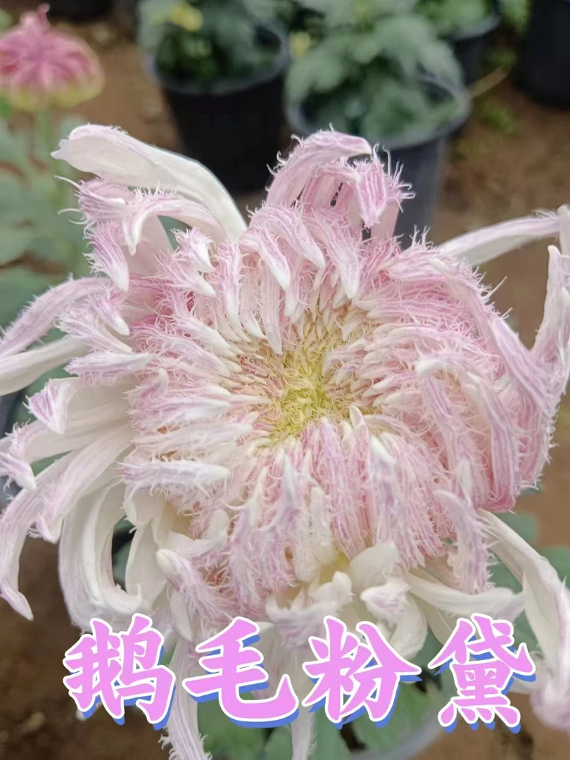 【鹅毛粉黛】中大花型菊花盆栽室内阳台好养护