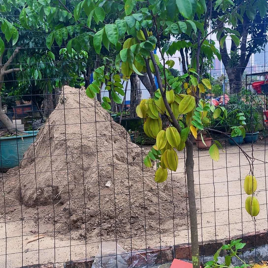 臣***）无花朵1234678999863323