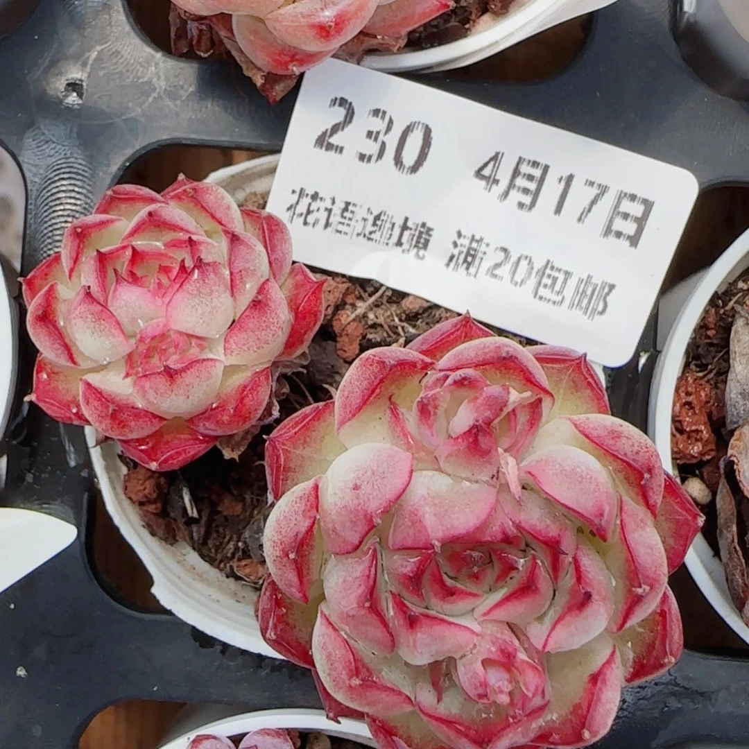 花语逸镜0417-230