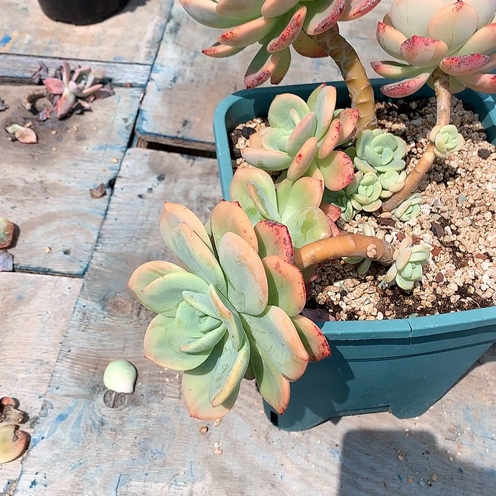 无花朵蓝***云多肉植物5575555