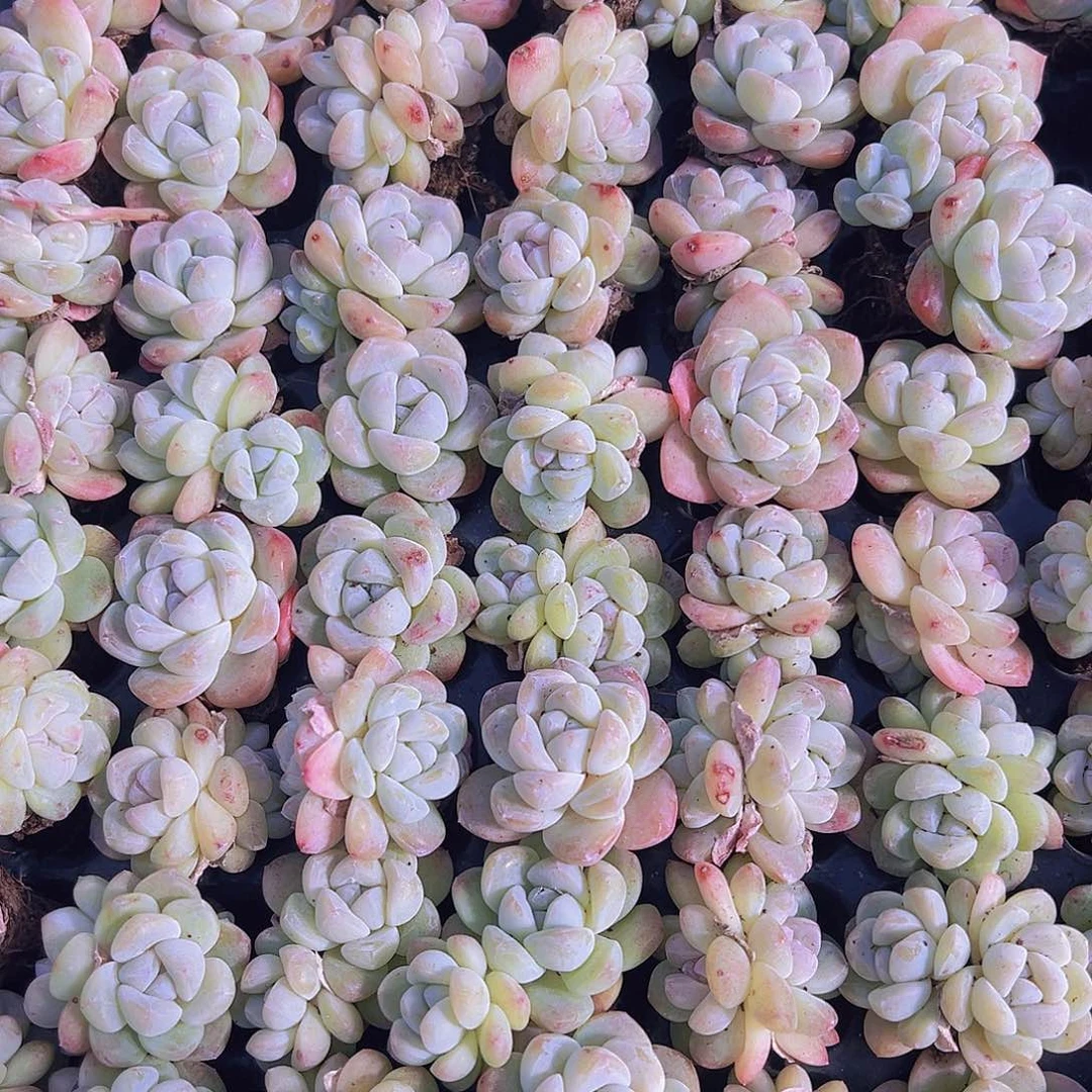 钻石冰玉5个混发19包邮