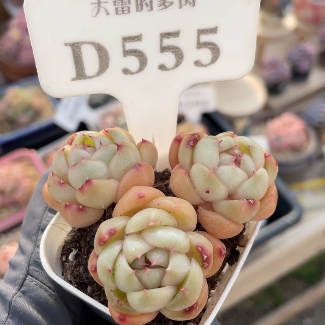 哈*?555 小黄油 6.3厘米