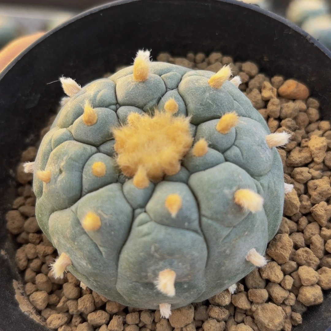 G g g g g g g g g 59