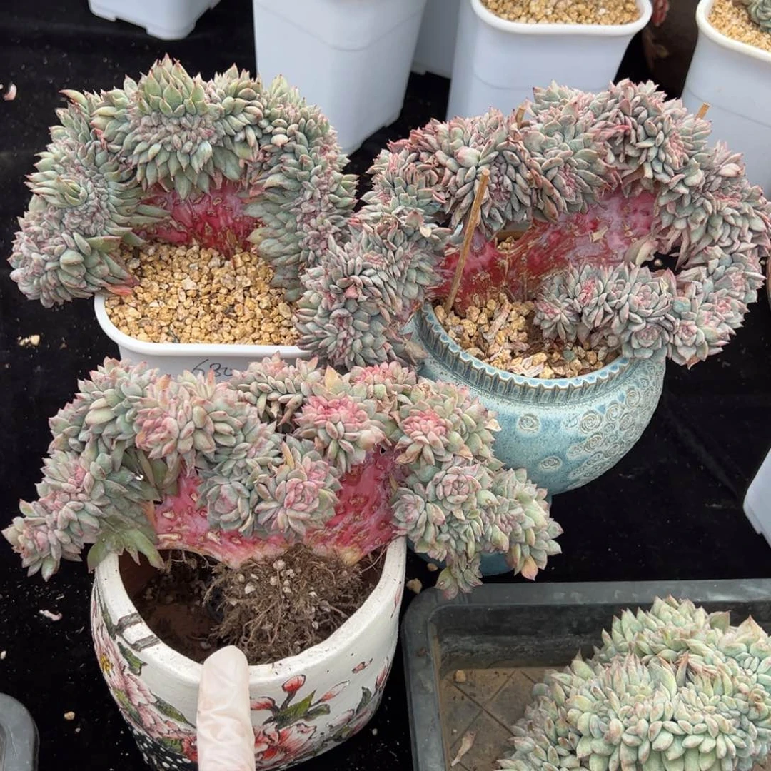 亮*新年快乐 新年快乐 新年快乐