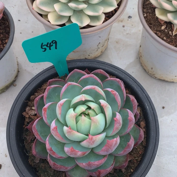 diorizuehiu727277272728