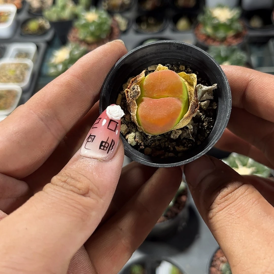 不*丢108793一物一拍单头发货有根