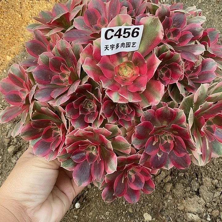 多肉植物七彩456多肉