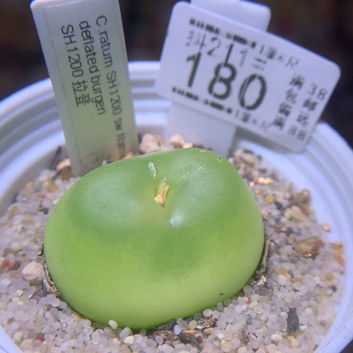 生石花多肉211.180