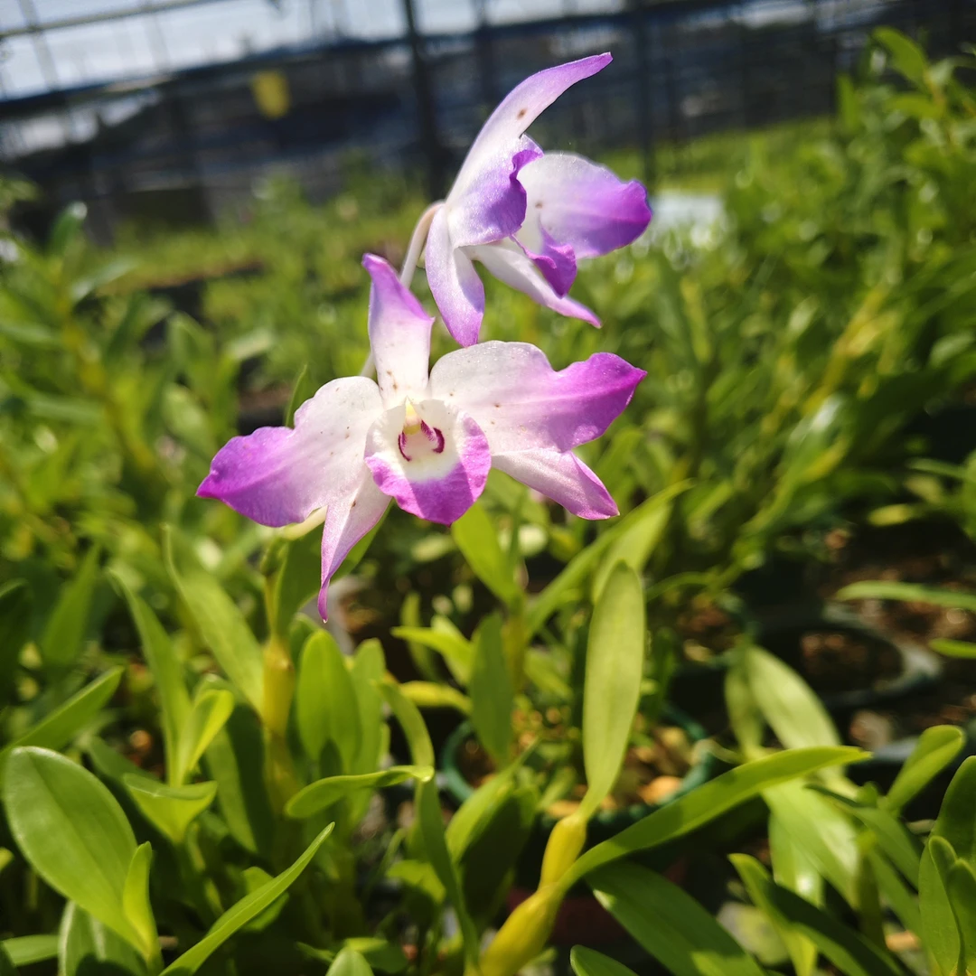 （一物一拍）小郭直播间专属