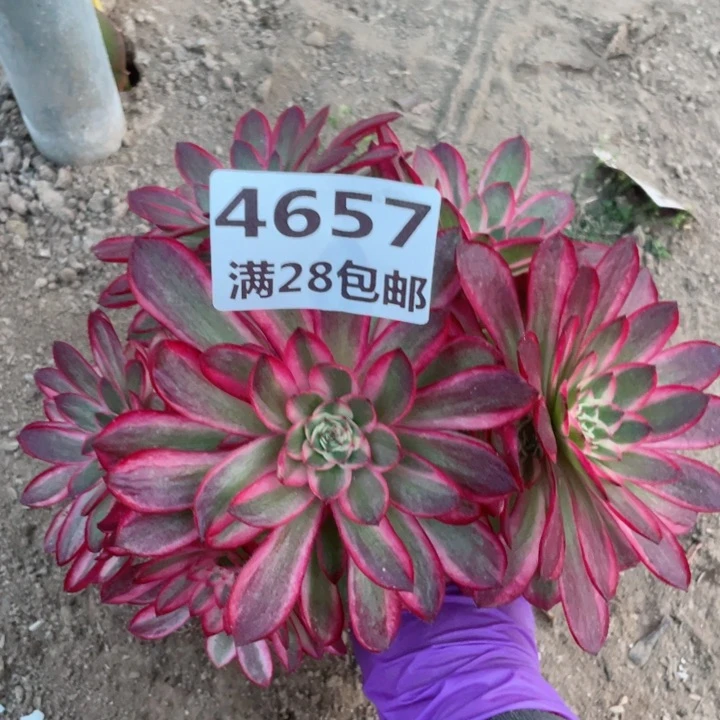 4657三号棚倾城多肉W