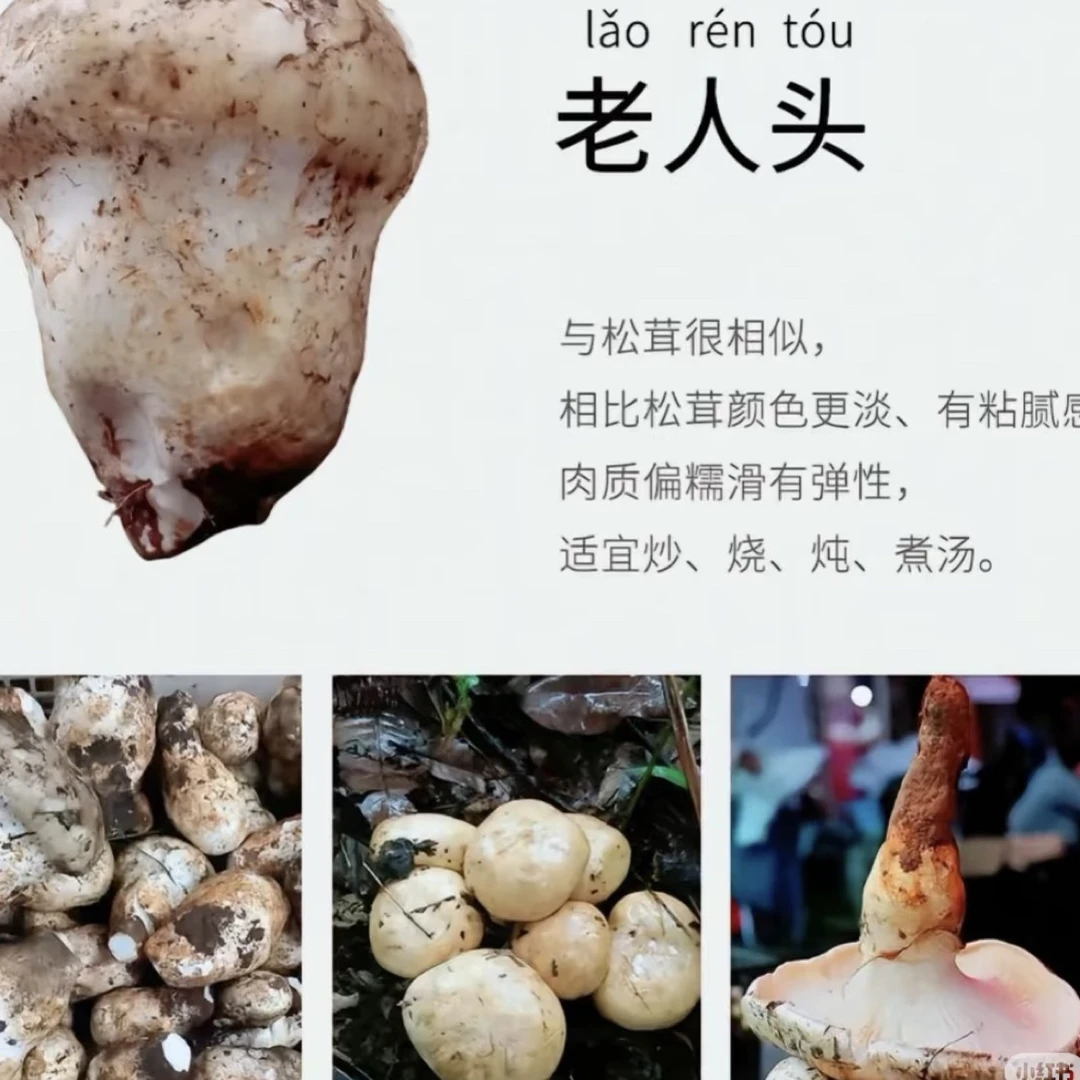 云南高山特产新鲜老人头菌野生菌上海发货包邮正宗蘑菇菌子菌菇