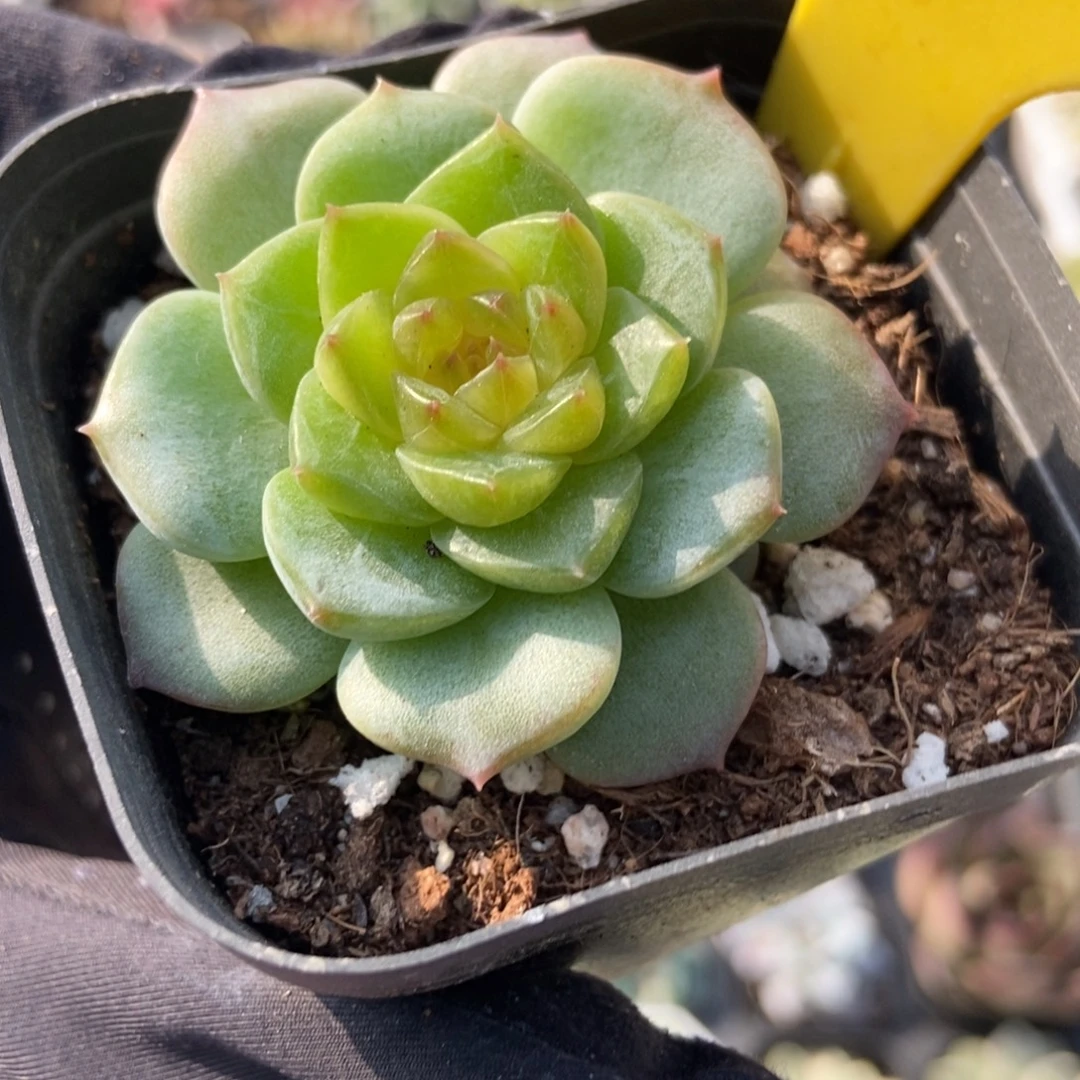 620溏心冰魄多肉植物