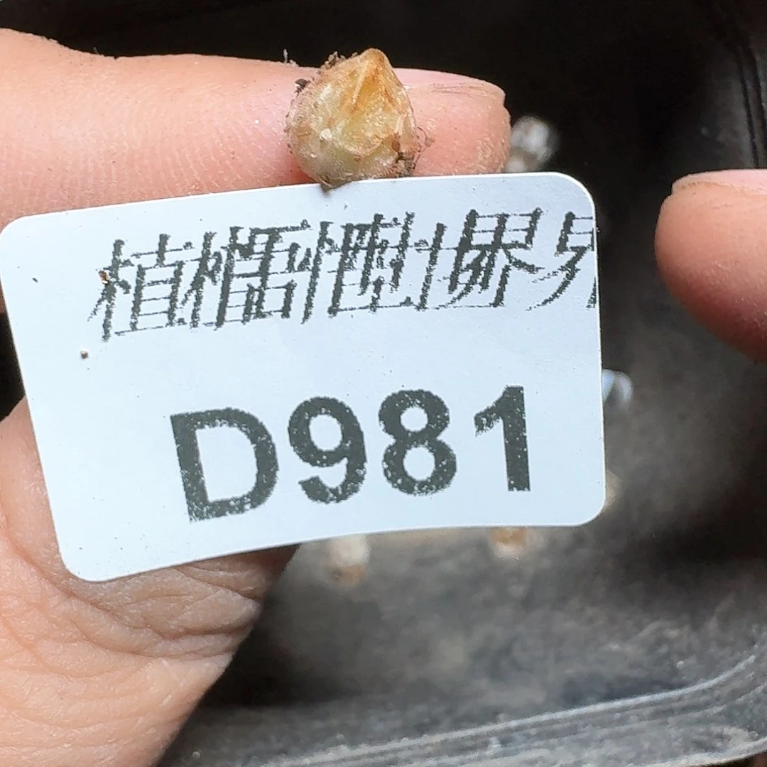 981号多肉植物哇c g