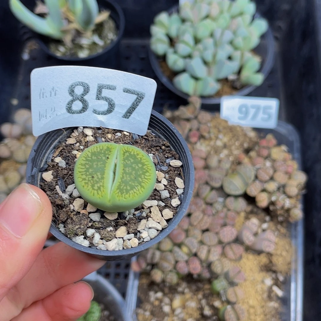 85700000000花花花花花花