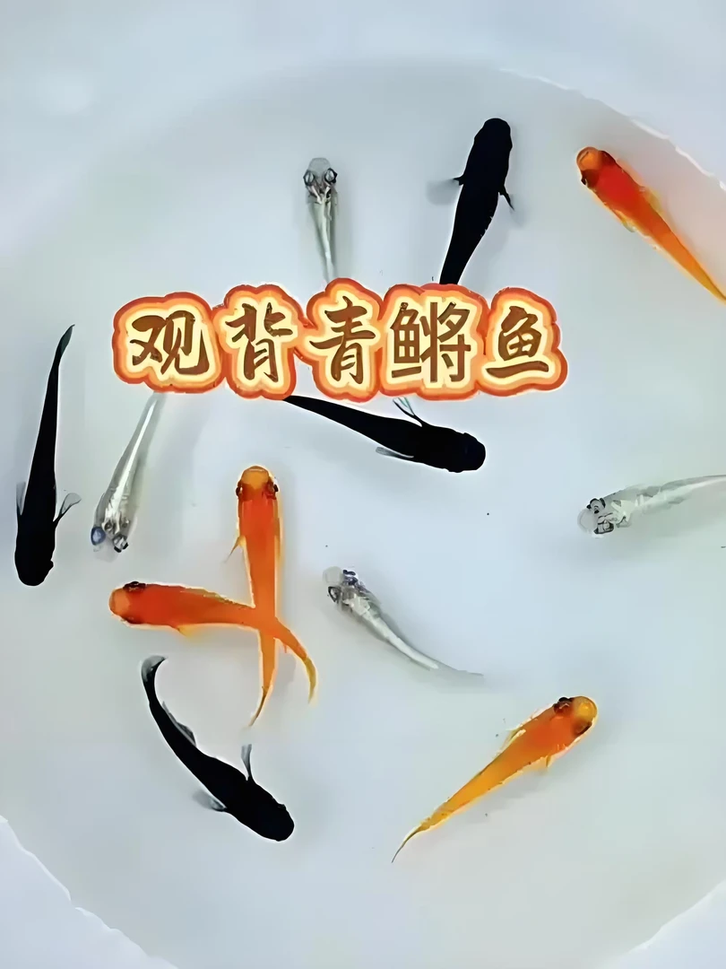观背青鳉冷水鱼锦鲤金鱼淡水鱼不打氧鎏金好养热带观赏鱼