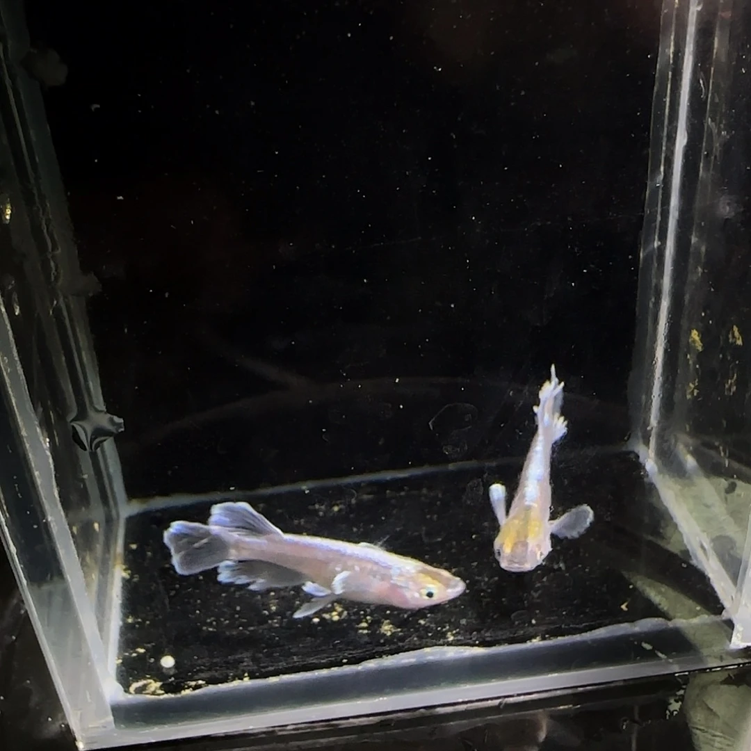 青鳉鱼观背青鱂一物一拍108