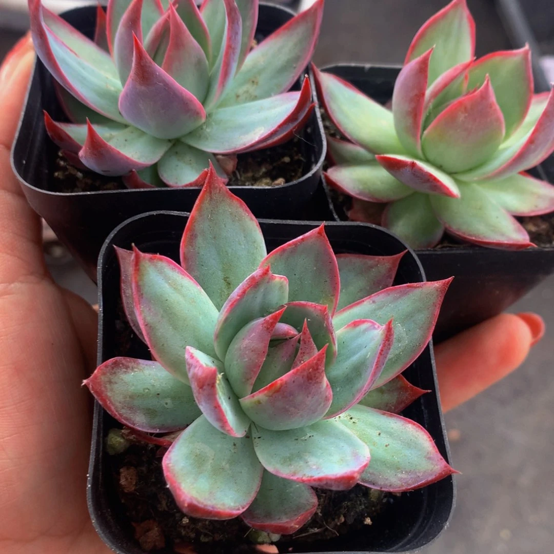 惊鸿仙子随机 （满9.99包邮不满9.99发叶子）