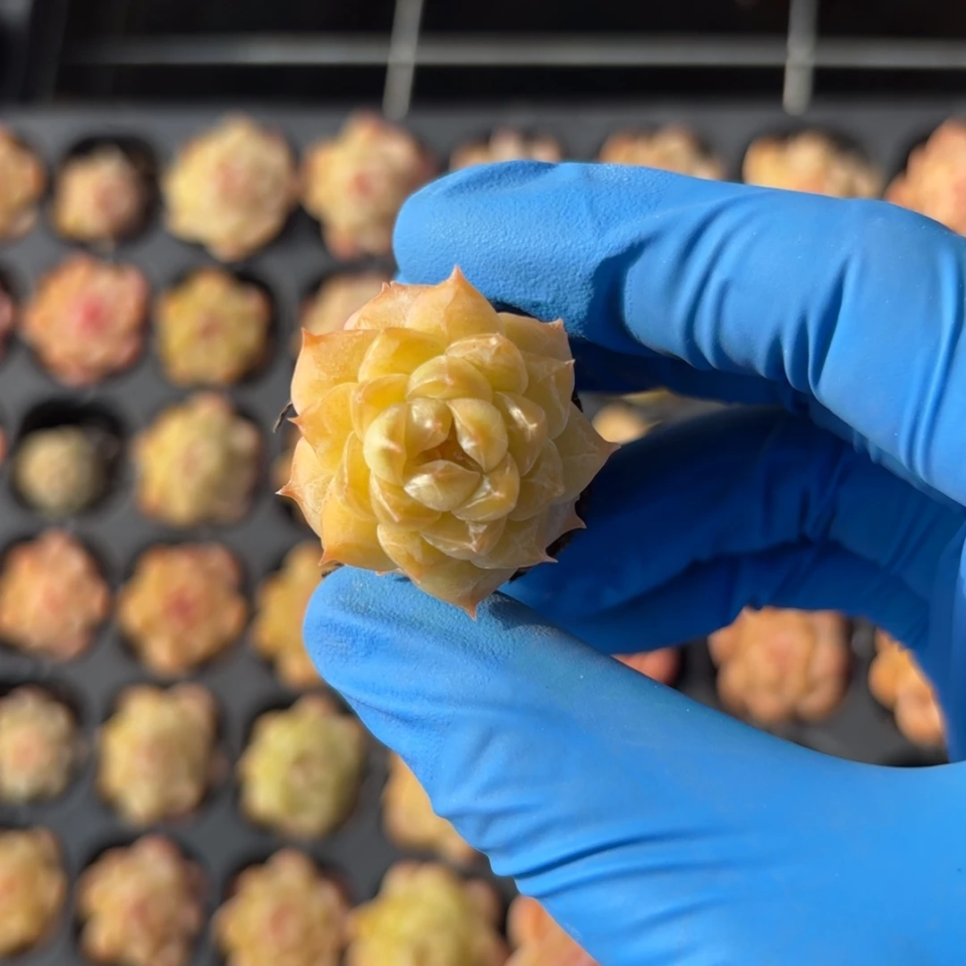 杂交品种一物一拍