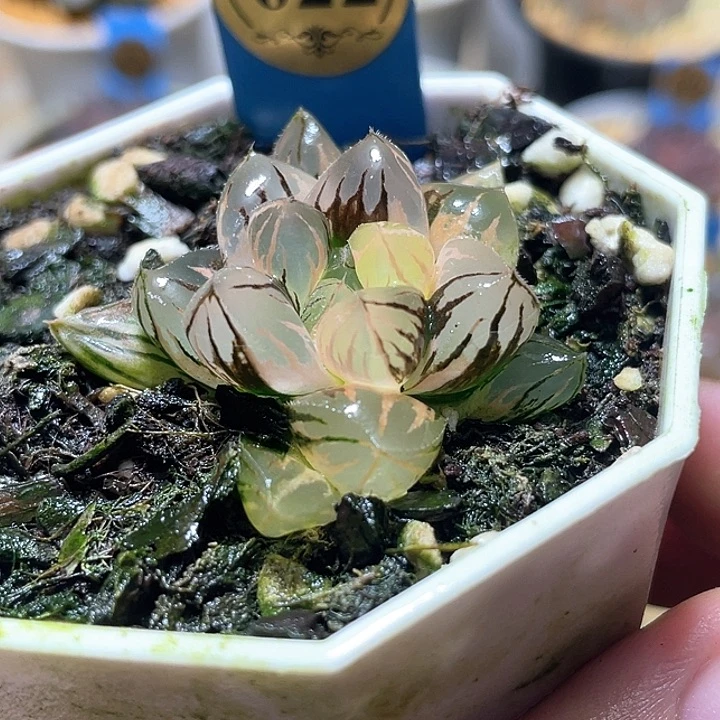 622水晶实生锦特选福利