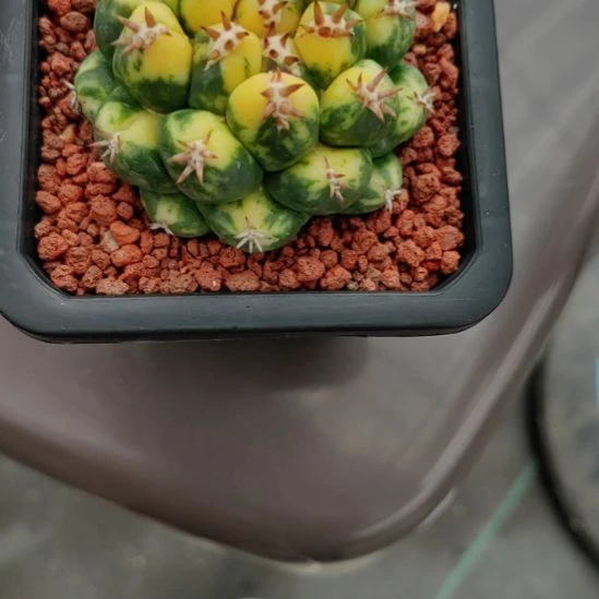 姜***平自根獠牙锦带盆延迟发货