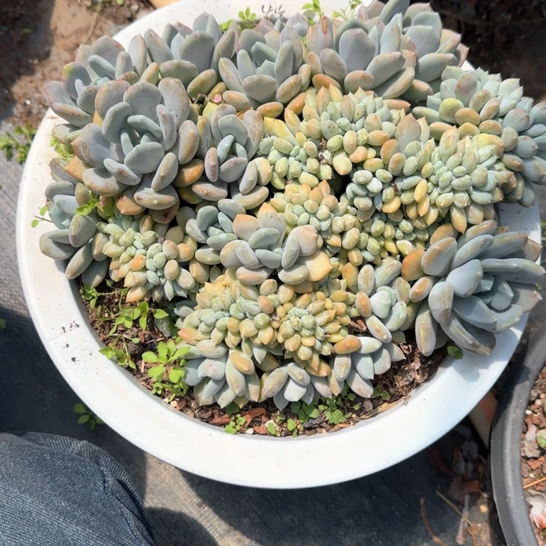 多肉植物多肉植物