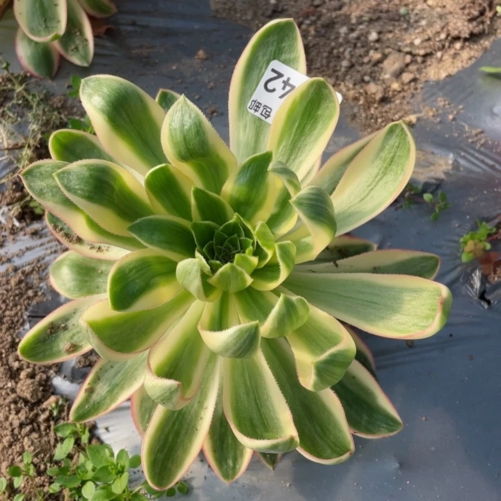 542青莲多肉12345678