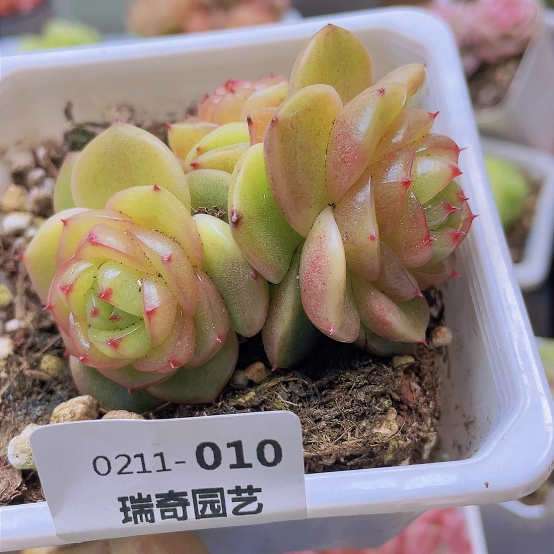 &****白000000000010一物一拍