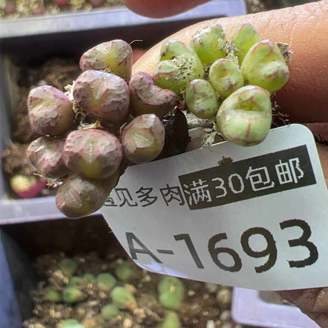 多肉植物111111111111111