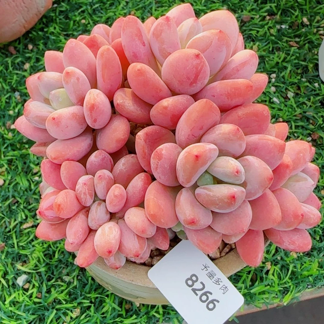 洛神无砍，8266多肉植物