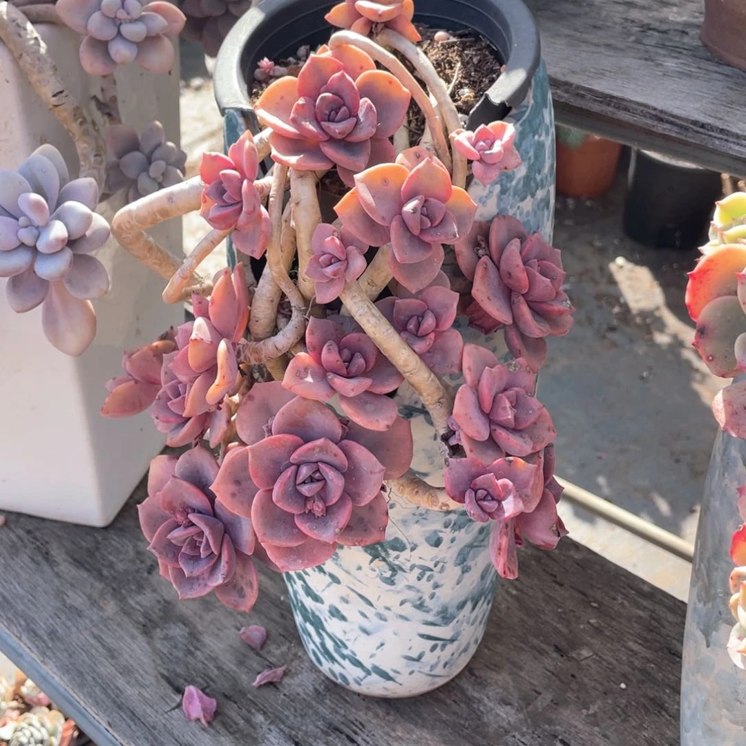 多***多彩虹糖5633