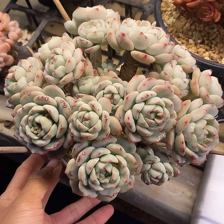 葡*萄多肉植物一物一拍