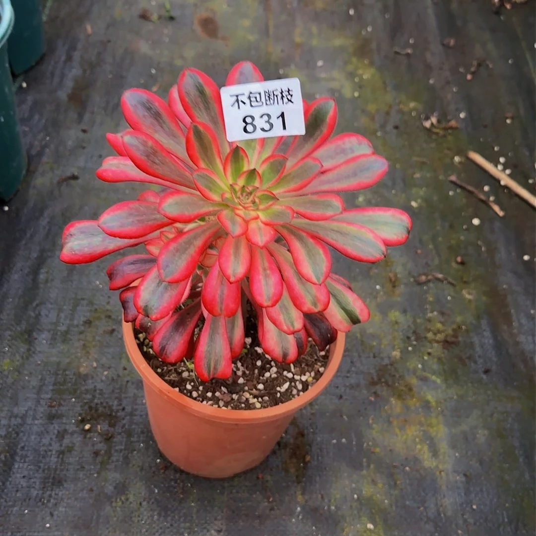 831多肉法师锦111