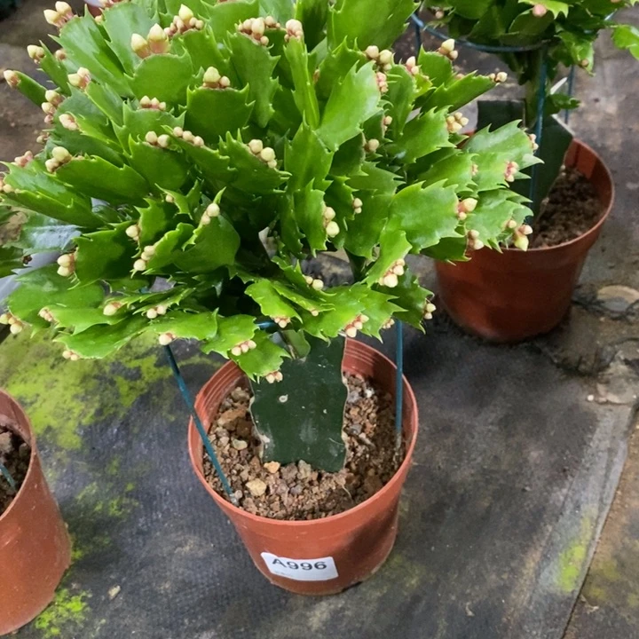 当前无花栽培后可以开花用****可996白玛丽