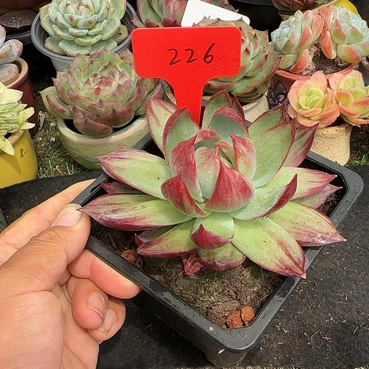 惊鸿一物一拍包装收缩花旱226