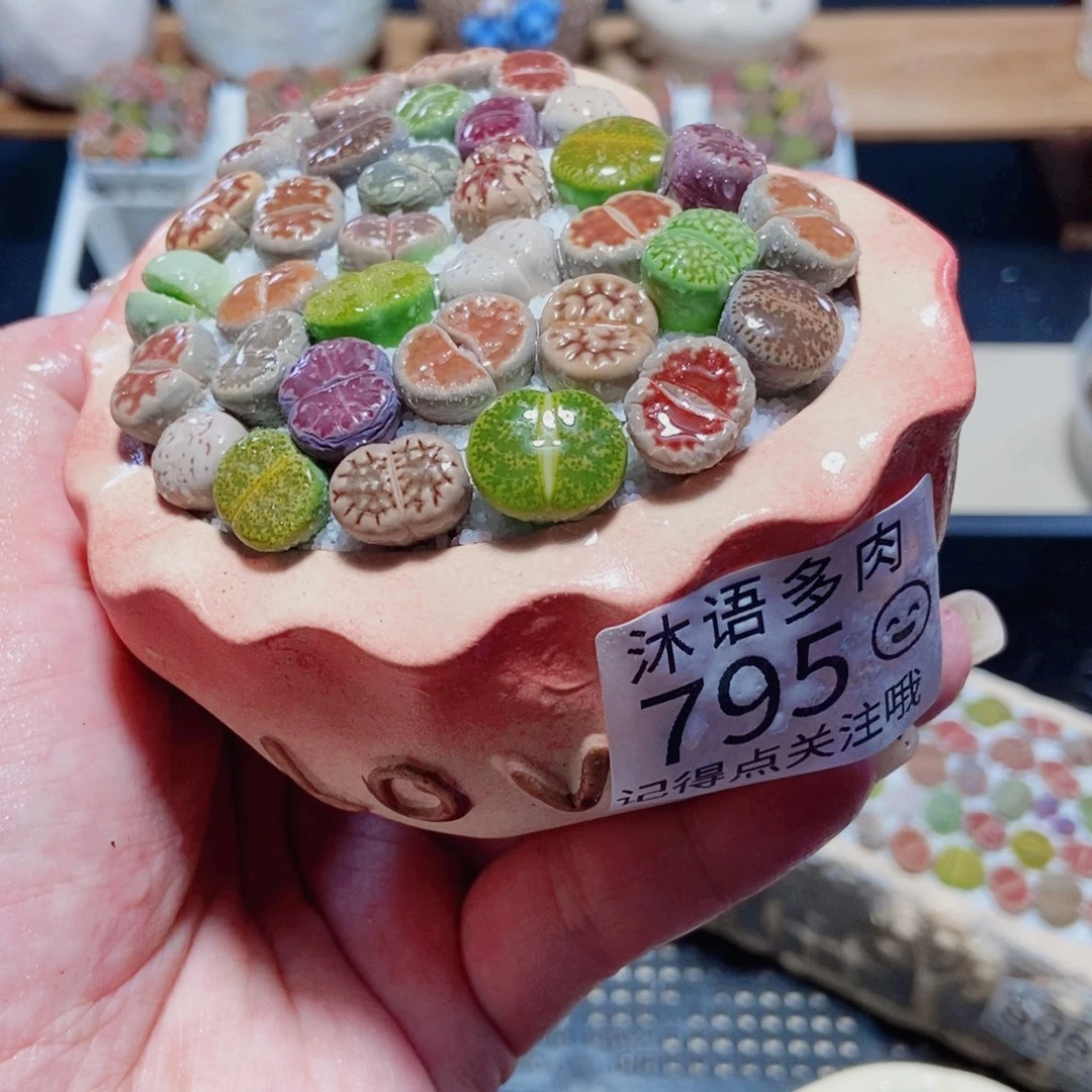 一物一拍 所见即所得 795