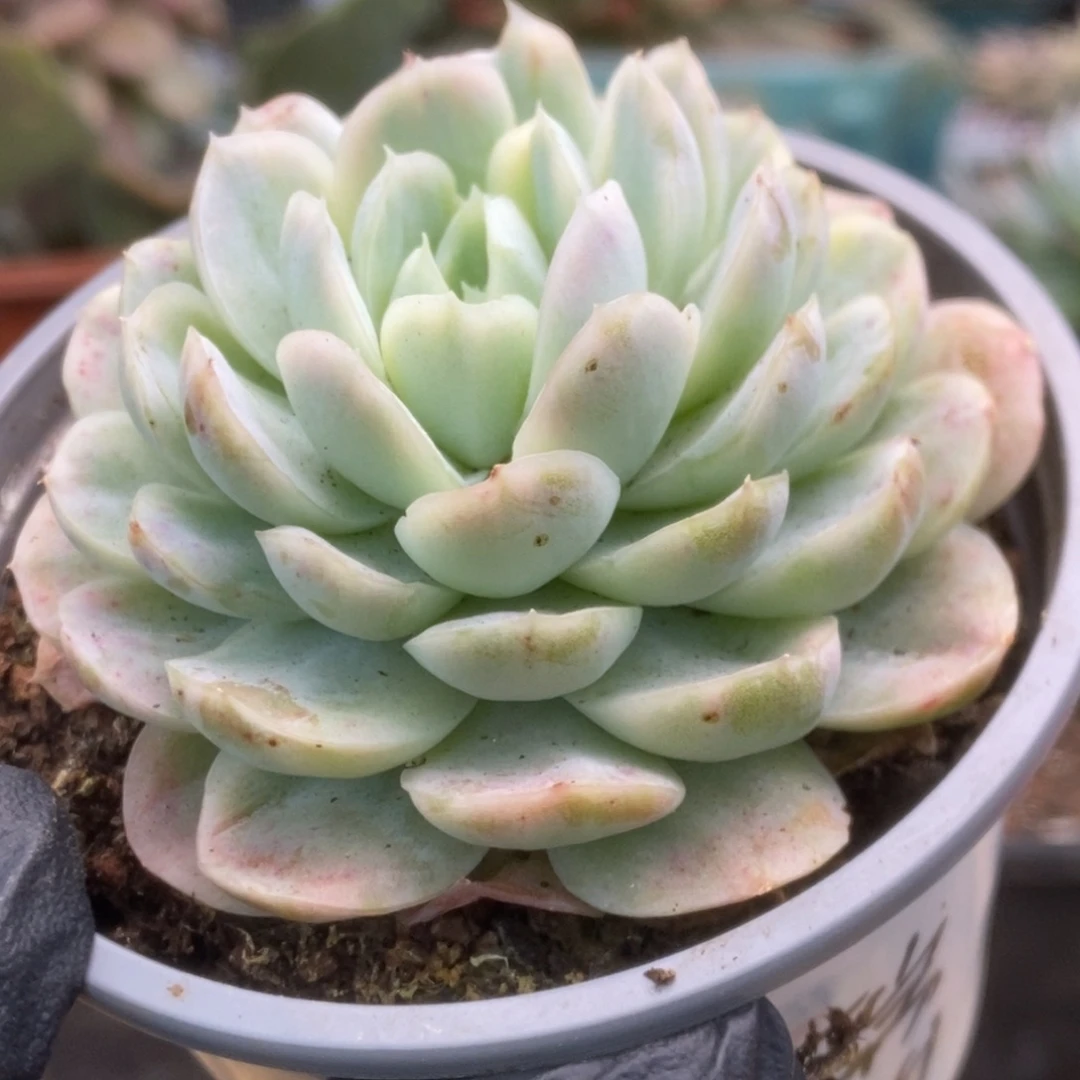 010贝瑞锦锦锦锦锦锦