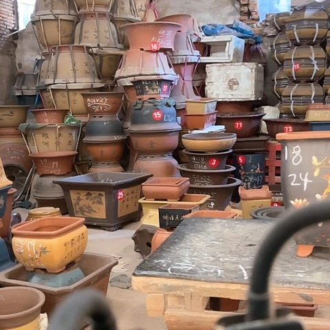 紫砂花紫砂紫砂花盆