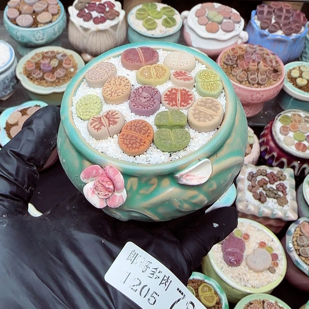 生石花满18包邮1205-78