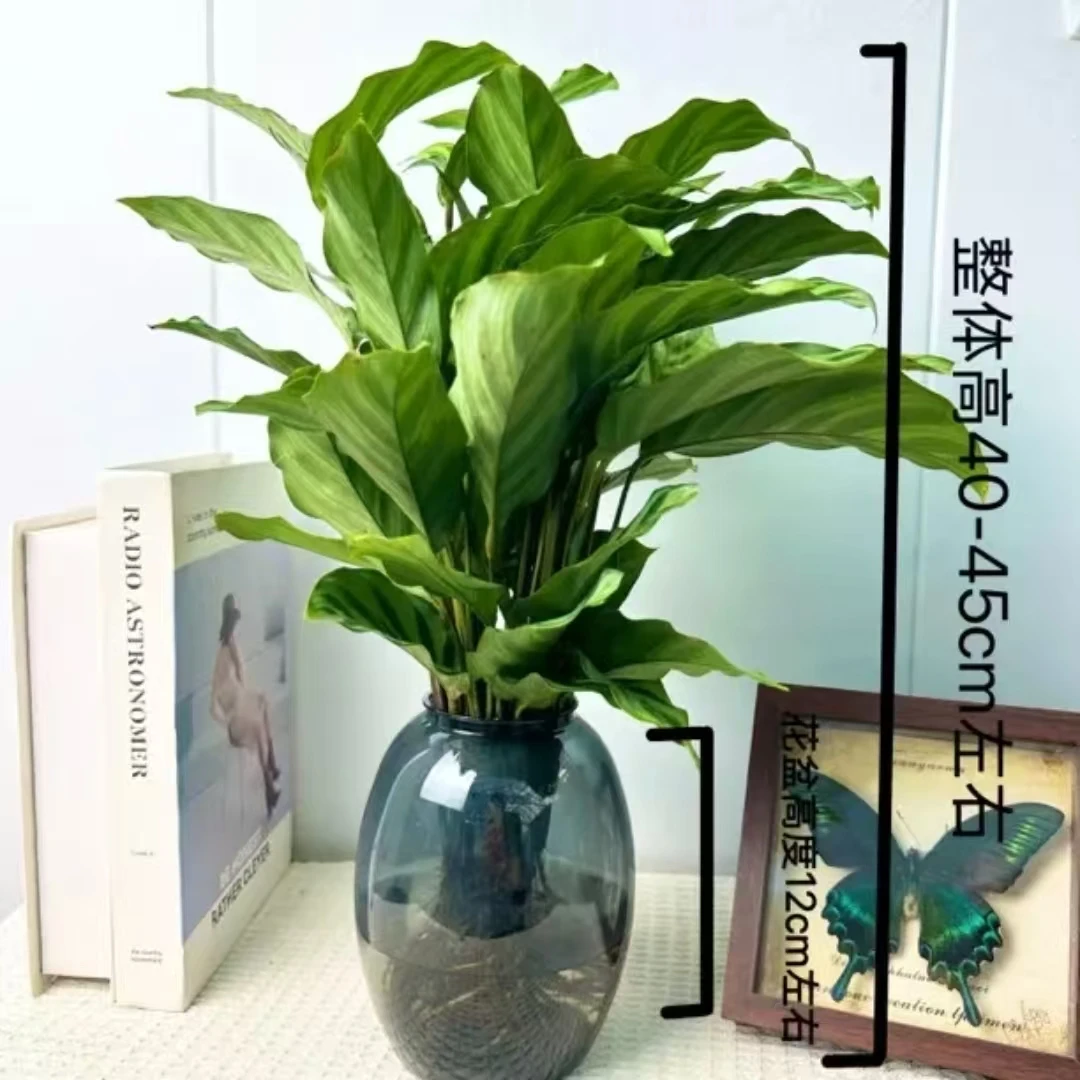 翠叶竹芋水土培植物盆栽室内四季常青好养客厅办公室绿植