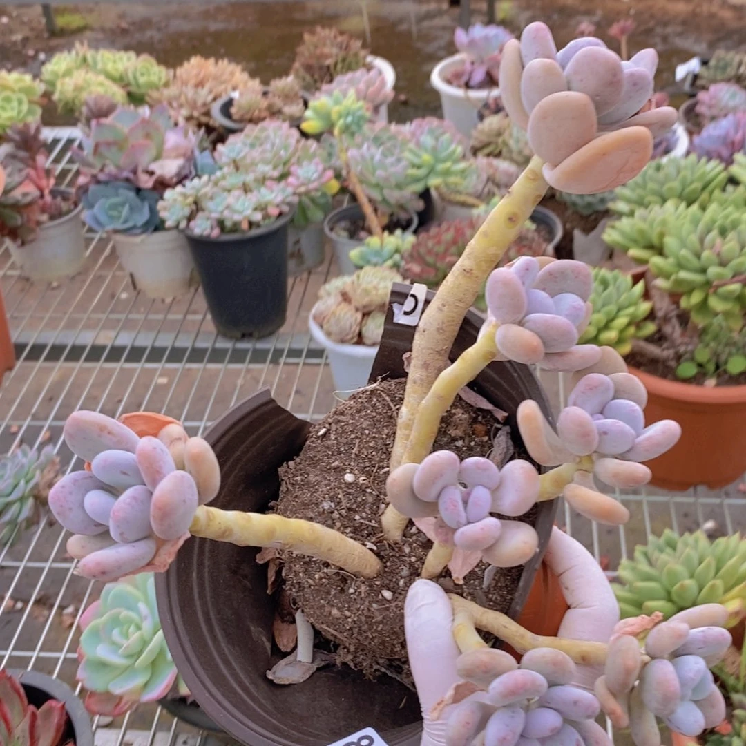 8955橙雪球一物一拍