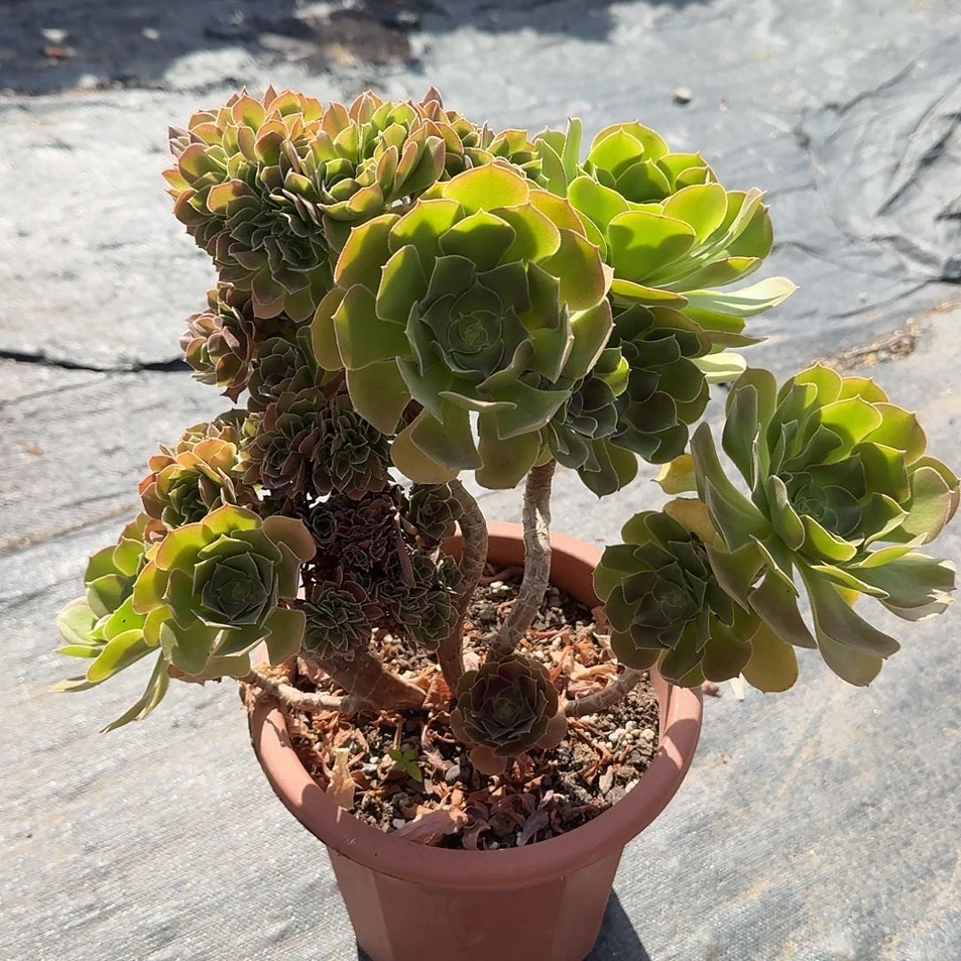 带缀化法师多肉植物