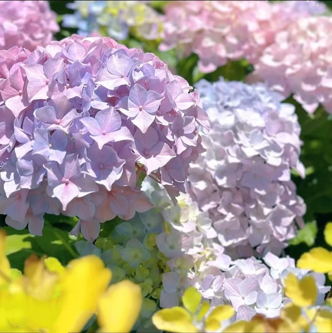 【易多梦幻】5加仑 混色绣球多年生露天苗生花苞发原盆原土基地直发