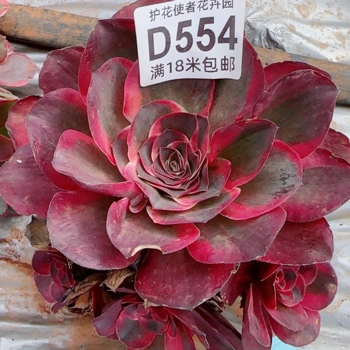 多肉法师淘宝福利